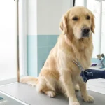 Zloty retriever pielegnacja salon